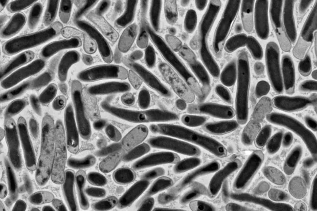 Israeli scientists move closer to producing food from CO₂ in breakthrough research