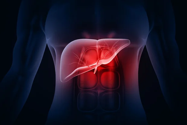 3D image of a human liver (Photo: Shutterstock)