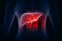 3D image of a human liver